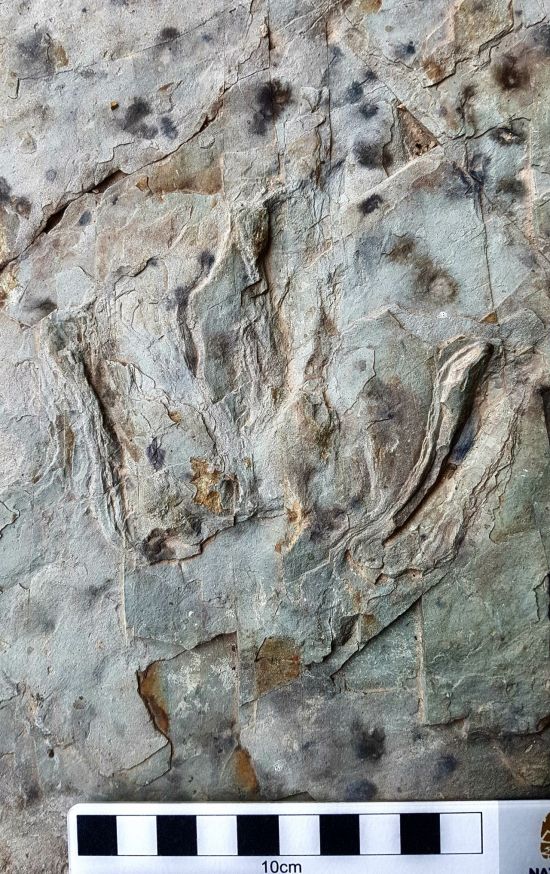 육식공룡 발자국 화석