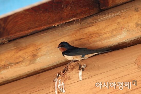 [포토] 풍계리 핵시험장 건물에서 휴식 취하는 제비