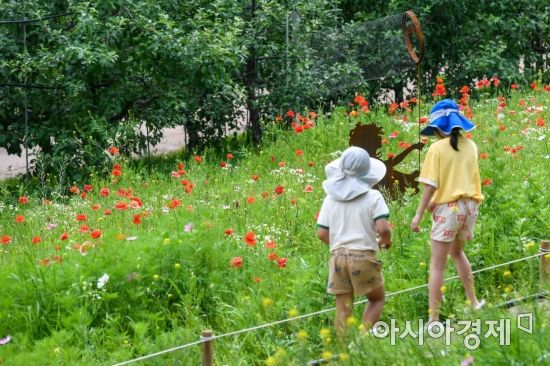 [포토] 양귀비꽃 가득한 서울숲