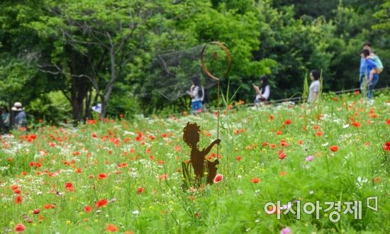 [포토] 서울숲에서 만난 양귀비 군락