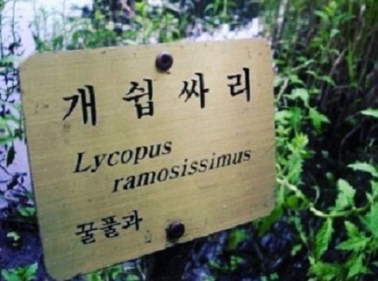 [木요일의 식물도감] 개쉽싸리, 욕이 아니라 식물명입니다