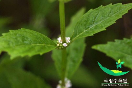 [木요일의 식물도감] 개쉽싸리, 욕이 아니라 식물명입니다