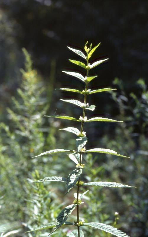 [木요일의 식물도감] 개쉽싸리, 욕이 아니라 식물명입니다