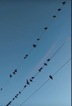 전선 위에 앉아있는 새들.[사진=유튜브 화면캡처]