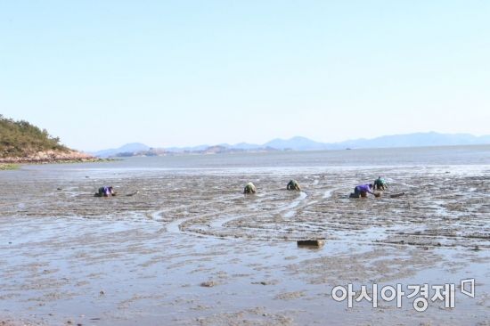 보성갯벌 ‘한국의 갯벌’ 유네스코 세계유산 등재