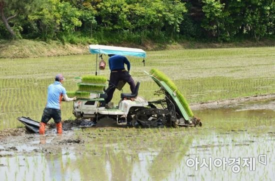 반년째 0%대 저물가지만…쌀 10%·배 50%·고추장 14%↑(종합)