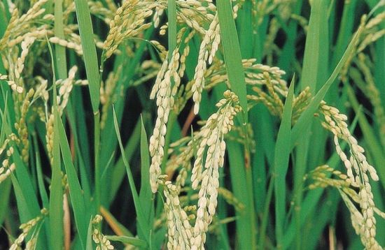 [木요일의 식물도감]"귀신 씻나락 까먹는 소리"할 때 씻나락, '볍씨'입니다