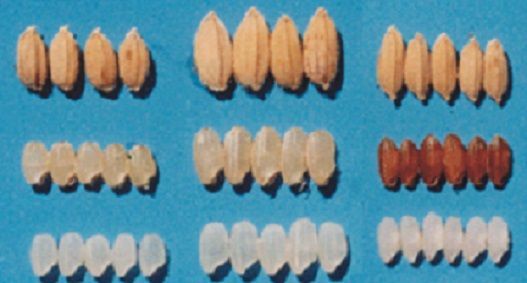 [木요일의 식물도감]"귀신 씻나락 까먹는 소리"할 때 씻나락, '볍씨'입니다