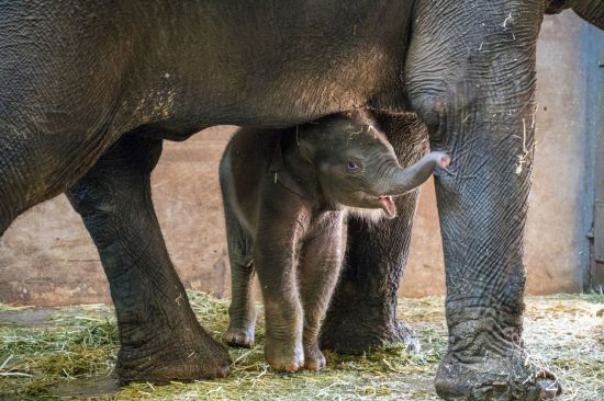 서울어린이대공원에서 1월27일 태어난 아기코끼리 '코리'의 모습 (사진=서울시 제공)