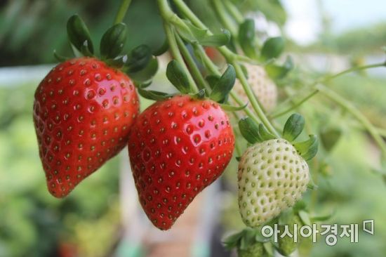 전남대, 빅데이터 활용한 딸기생산성 향상 한국품질경영학회 우수논문상