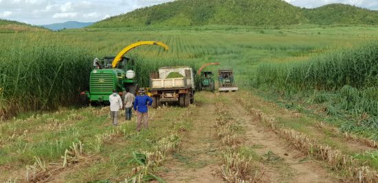 MH바이오에너지가 운영하는 캄보디아 농장에서 현지 직원들이 사료작물인 네이피어그라스를 수확하고 있다.