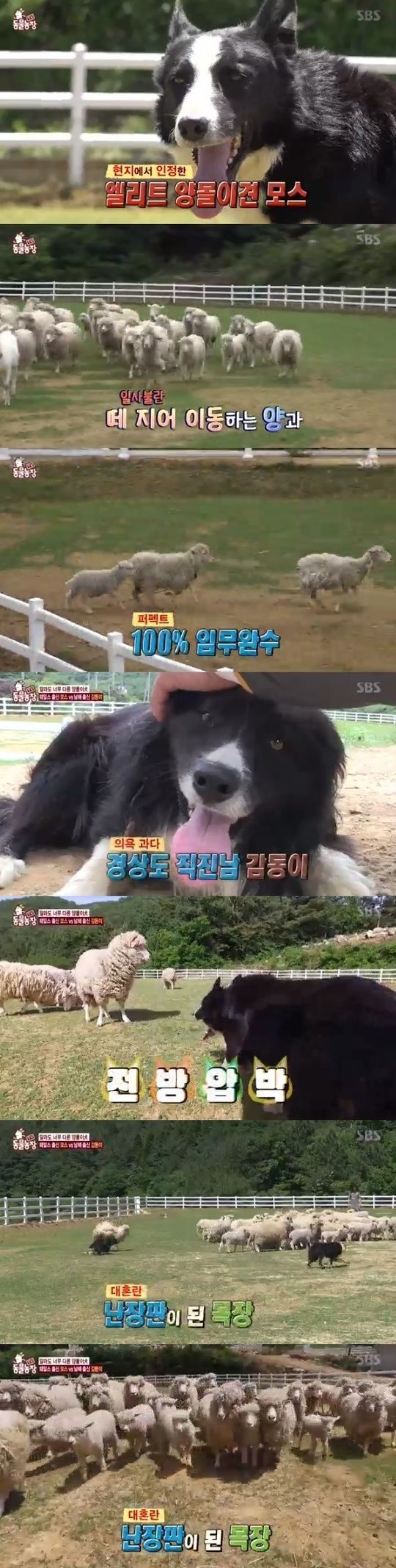 사진=SBS 예능프로그램 ‘TV 동물농장’ 방송 캡처