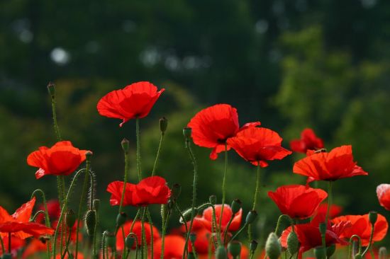 아파트 화단에서 키우던 식물, 알고보니 마약?