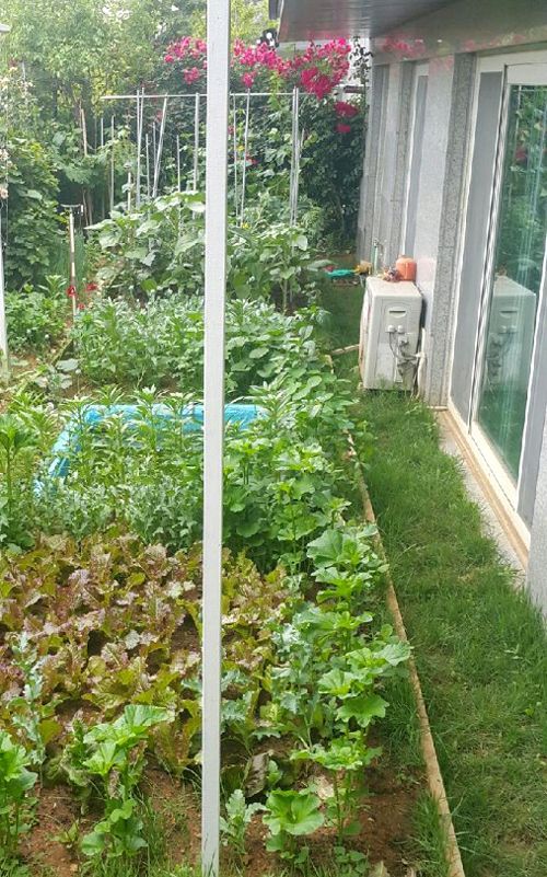 아파트 화단에서 키우던 식물, 알고보니 마약?