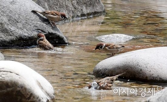 [포토] 목욕 나온 참새들