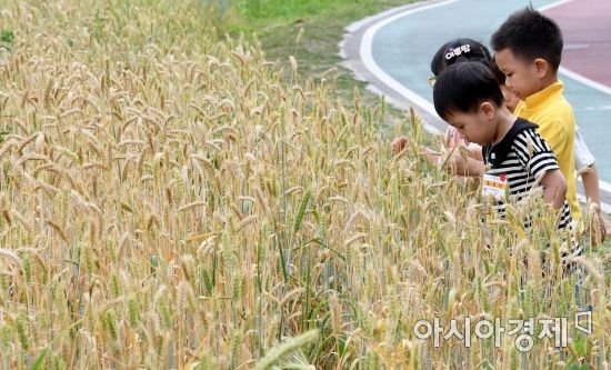 [포토] 양재천 보리밭 바라보는 아이들