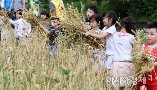 [포토] 재미있는 보리수확 전통체험