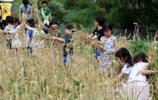 [포토] 보리수확 체험하는 아이들