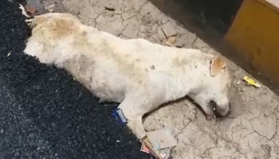 살아있는 개, 도로포장 공사 중 묻은 노동자들…‘경찰 체포’