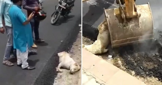살아있는 개, 도로포장 공사 중 묻은 노동자들…‘경찰 체포’
