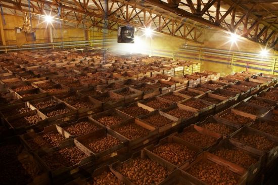 ‘농가와 상생’ 오리온, 햇감자 2만t으로 ‘포카칩·스윙칩’ 생산 개시