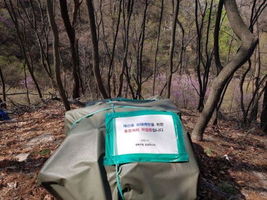 서울 소나무 자유롭게 이동…'재선충 안전지역' 됐다