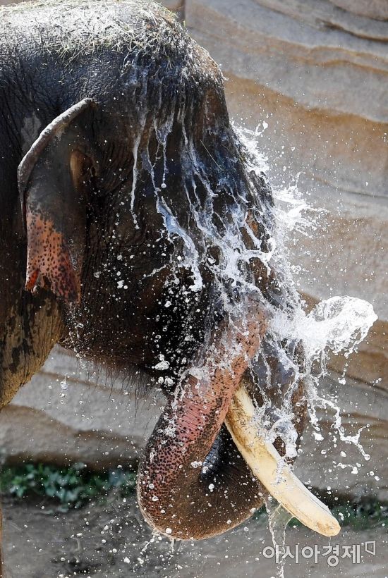 [포토] '코끼리 세수'