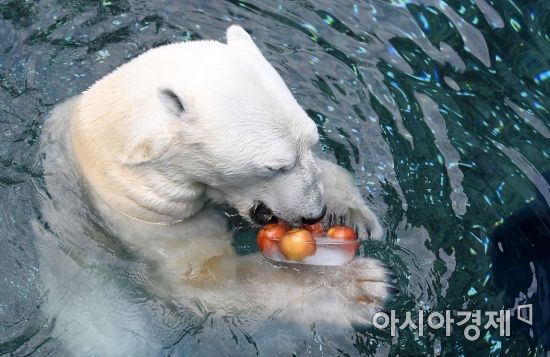 [포토] 북극곰 통키, '시원한 과일이 최고야'