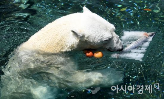 [포토] 얼린 생선 먹으며 더위 식히는 북극곰
