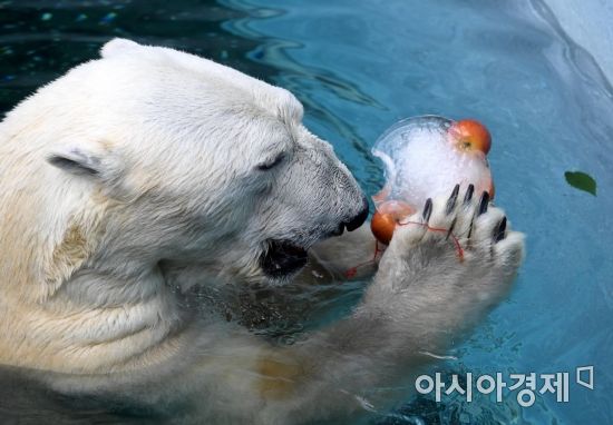 절기상 하지인 21일 경기도 용인 에버랜드 동물원에서 북극곰 통키가 얼린 과일과 생선을 먹으며 더위를 식히고 있다./용인=김현민 기자 kimhyun81@