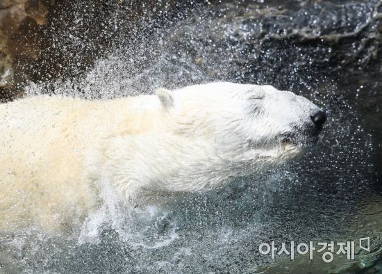 [포토] 물놀이로 무더위 식히는 북극곰 통키