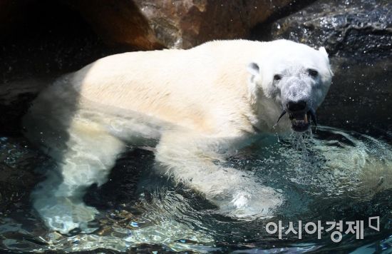 [포토] 얼린 생선으로 점심 즐기는 북극곰 통키