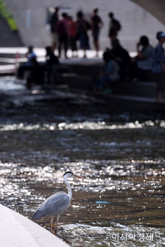 [포토] 청계천 거니는 왜가리