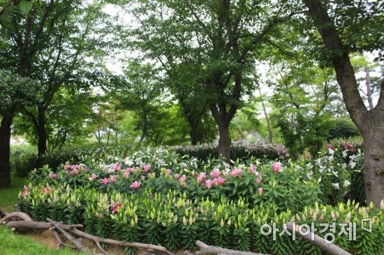 순천만국가정원, 백합 만발 향기에 흠뻑 빠져보세요