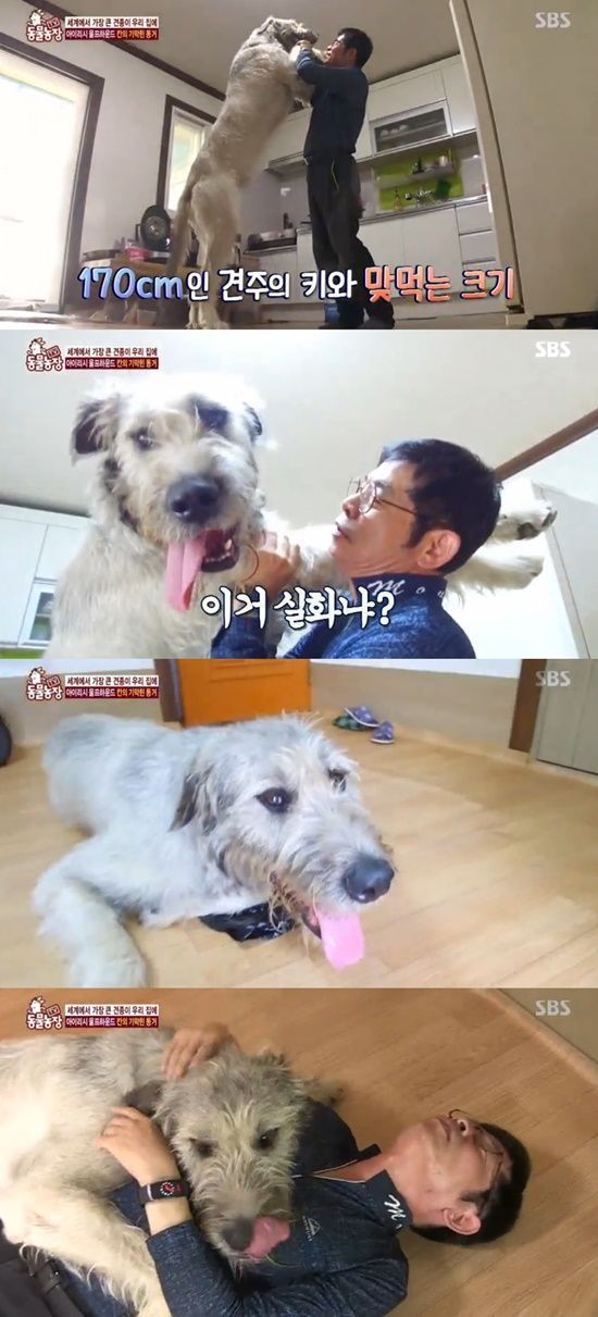 동물농장,‘140cm·45kg’ 아이리시울프하운드 등장…동네 사람들 혼비백산 