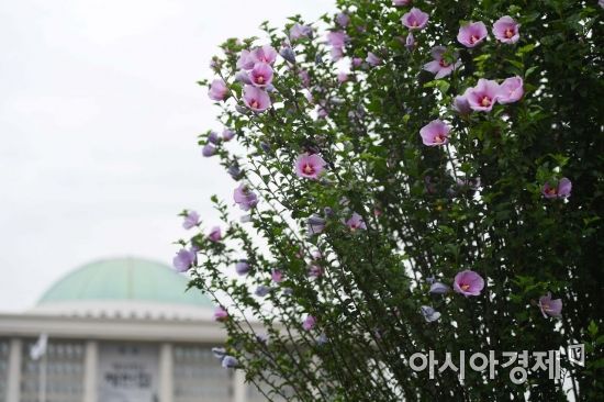 [포토]헛바퀴 도는 국회, 만개한 무궁화 꽃