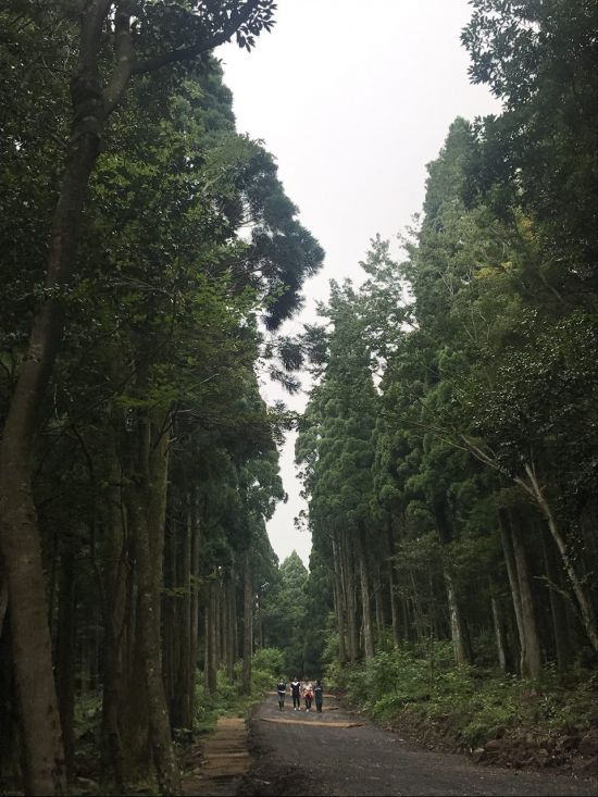 2017 아름다운 숲 대상(생명상)을 받은 제주 서귀포 '치유의 숲' 모습. 사진제공=유한킴벌리