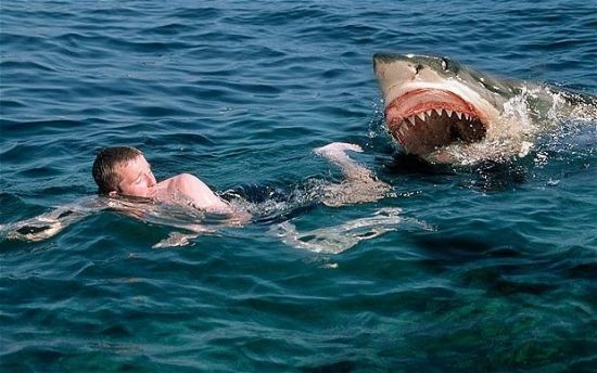 [상어 주의보]②상어에게 인간은 ‘좋은 먹이’ 아냐…그런데 왜 공격하나?
