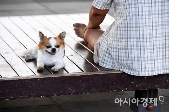 서울 한강대교 아래에서 강아지 한 마리가 혀를 내밀고 있다. 아시아경제DB