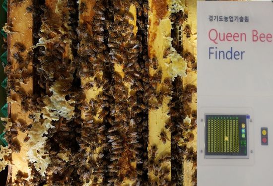경기도 '여왕벌 위치추적기' 민간업체 2곳에 '기술이전' 