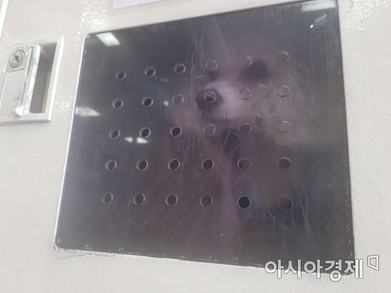 폭염 속 대형마트 애견 보호함, 내부 온도 재보니…'학대 수준'