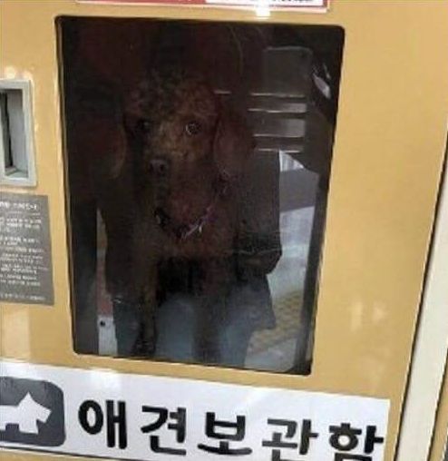 폭염 속 대형마트 애견 보호함, 내부 온도 재보니…'학대 수준'