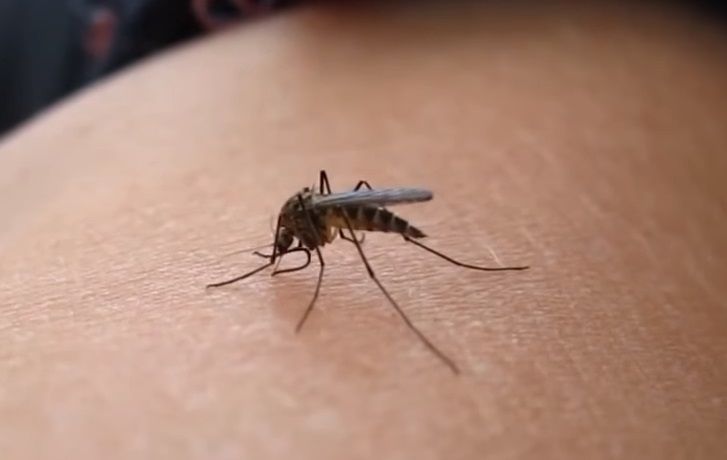 전국 7개 지역서 AI 기반 실시간 매개모기 감시망 운영