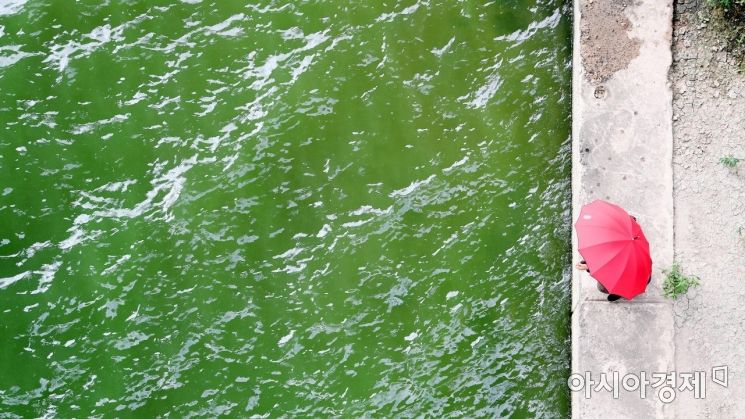 폭염이 이어진 9일 서울 마포구 성산대교 인근 한강에서 녹조가 보이고 있다./김현민 기자 kimhyun81@