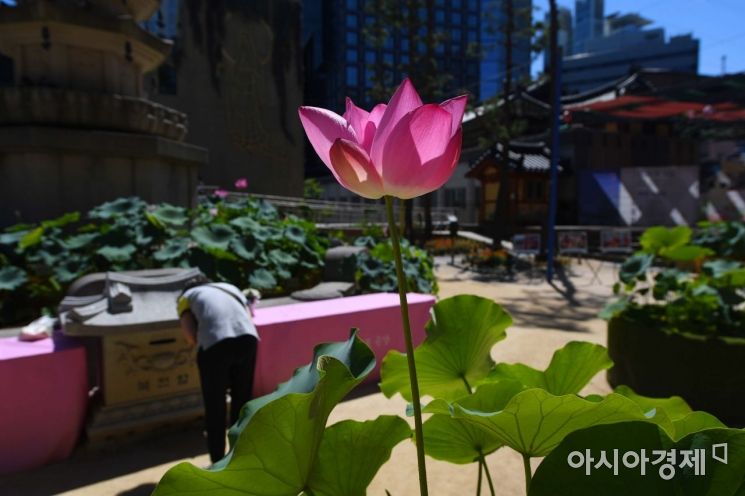 [포토]연꽃, 수줍게 안녕