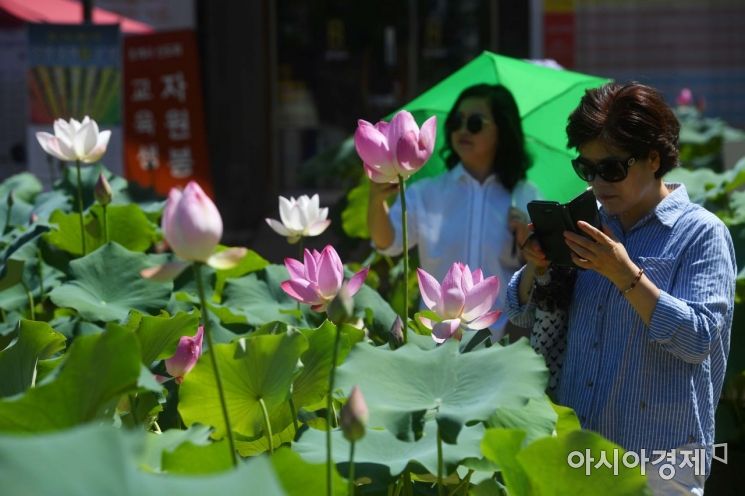 [포토]연꽃 활짝