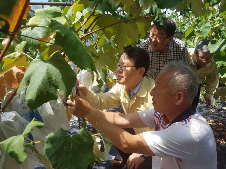 [포토]김광수 NH농협금융 회장, 폭염 피해 농가 방문