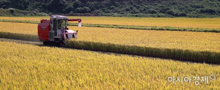 '밥맛 떨어지는' 쌀 가격…평년보다 20% 급등  