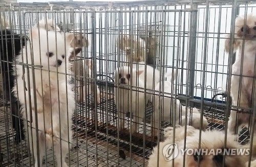 英, 펫샵 거래 금지…한국서도 반려동물 '고통의 고리' 끊길 수 있을까