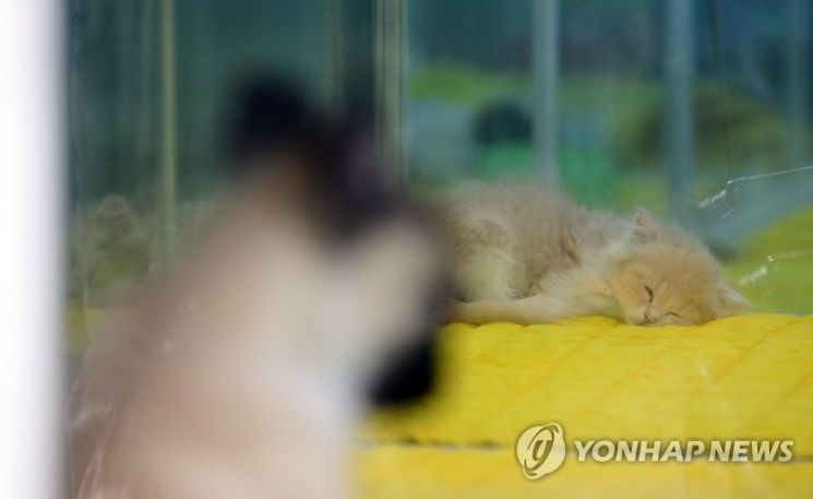 英, 펫샵 거래 금지…한국서도 반려동물 '고통의 고리' 끊길 수 있을까